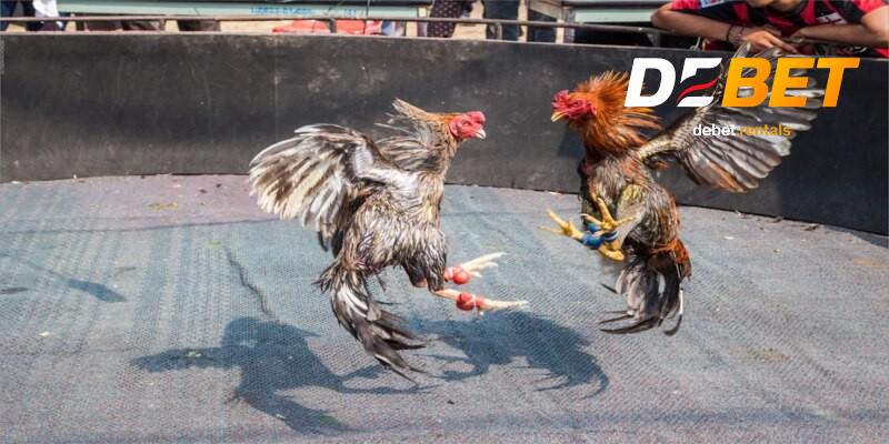 Đá gà cựa sắt chuẩn từng cú đá, Debet phát live trực tiếp 4 Các bước chơi đá gà cựa sắt
