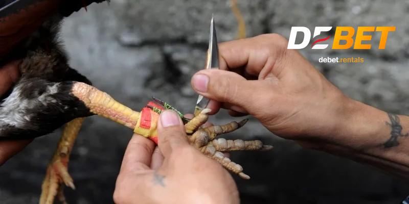 Đá gà cựa dao cho tín đồ máu lửa, Debet trả thưởng siêu tốc 1 Đá gà cựa dao Debet