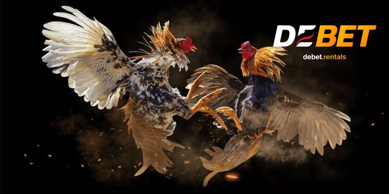 Đá gà cựa dao cho tín đồ máu lửa, Debet trả thưởng siêu tốc 4 Hướng dẫn tham gia đá gà cựa dao