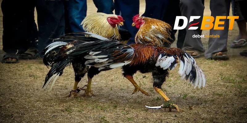 Đá gà cựa dao cho tín đồ máu lửa, Debet trả thưởng siêu tốc 3 Luật chơi đá gà cựa dao