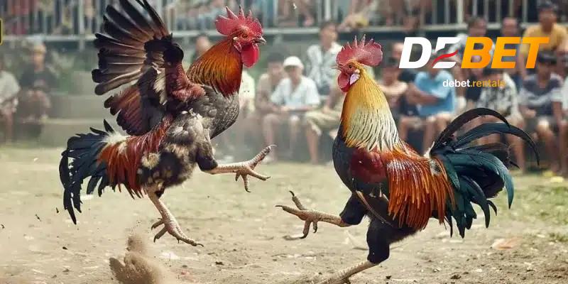 Đá gà Thomo chuẩn sới Campuchia, Debet mở kèo liên tục 3 Quy luật đá gà thomo