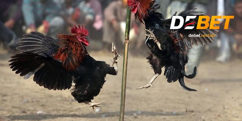 Đá gà cựa sắt chuẩn từng cú đá, Debet phát live trực tiếp 3 Quy tắc đá gà cựa sắt