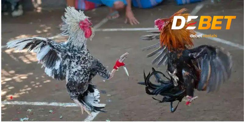 Đá gà cựa dao cho tín đồ máu lửa, Debet trả thưởng siêu tốc 2 Tổng quan đá gà cựa dao